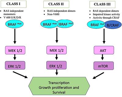 Therapeutic strategies for BRAF mutation in non-small cell lung cancer: a review